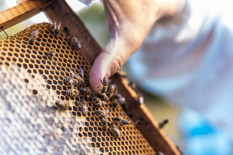 zdjęcie wyróżniające Światowy Dzień Pszczół. Dlaczego te małe owady są tak ważne?